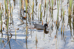 Fulica atra