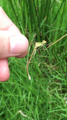 Lestes barbarus