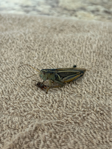 Two-striped Grasshopper