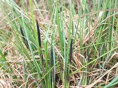 Carex cespitosa