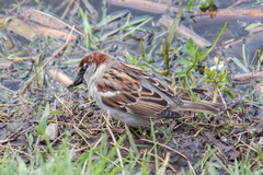 Passer domesticus