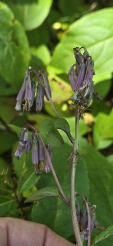 white rattlesnake root