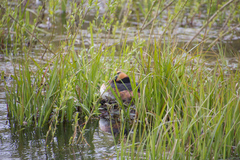 Podiceps auritus