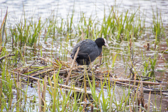 Fulica atra