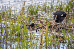 Fulica atra