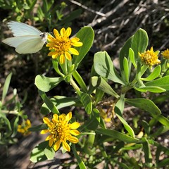 Borrichia frutescens image