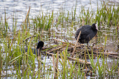 Fulica atra