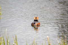 Podiceps auritus