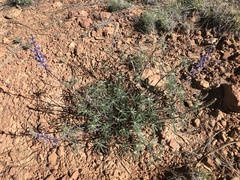 Lupinus argenteus palmeri