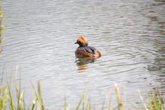 Podiceps auritus
