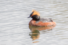 Podiceps auritus