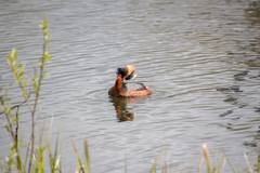 Podiceps auritus