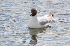Chroicocephalus ridibundus