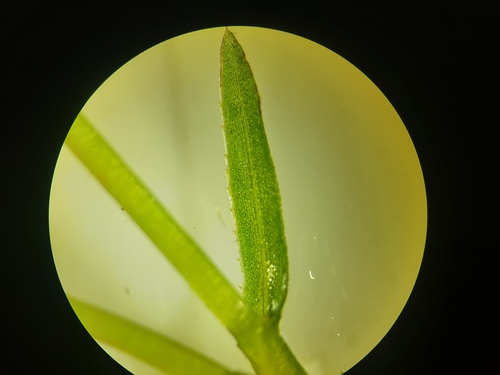 Najas guadalupensis, photograph 6