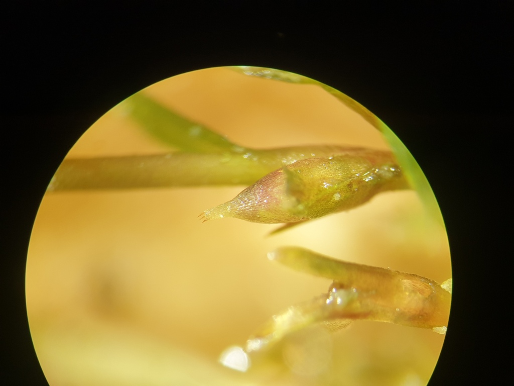 Najas guadalupensis; photograph author not stated, no rights reserved