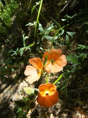 Sphaeralcea rusbyi