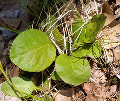 Pyrola elliptica