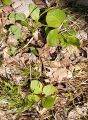 Pyrola elliptica