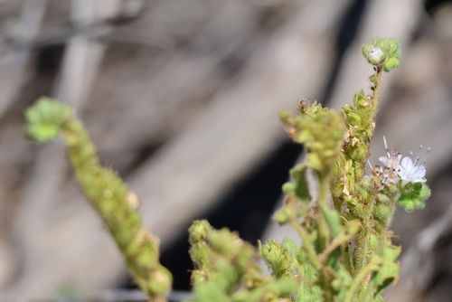 Gypsum Phacelia