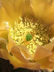 Opuntia × occidentalis