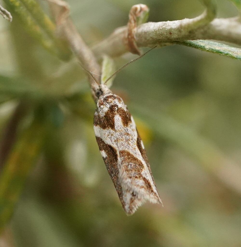 Epiphyas euraphodes
