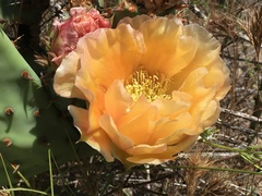 Opuntia × occidentalis