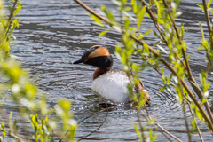Podiceps auritus