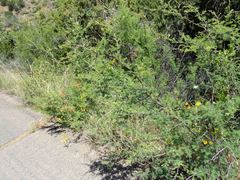 Mimosa aculeaticarpa biuncifera