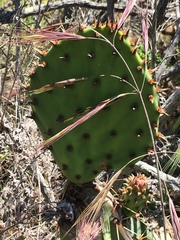 Opuntia × occidentalis