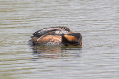 Podiceps auritus