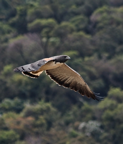 White-tailed Hawk