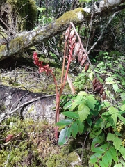 Corallorhiza maculata