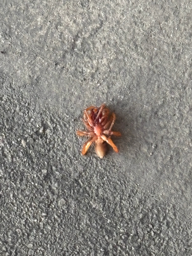 Woodlouse Spider