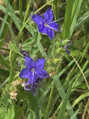 author not stated, no rights reserved Hydrolea ovata, photograph author not stated, no rights reserved