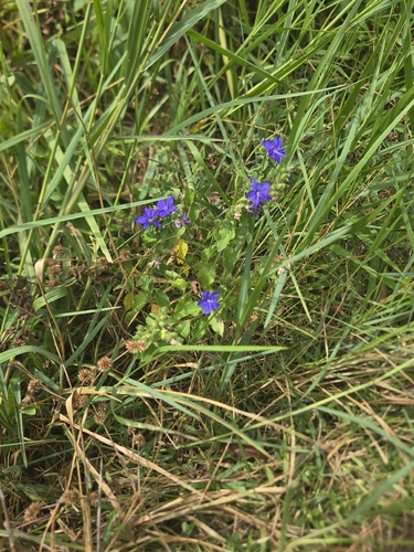 Hydrolea ovata, photograph 5