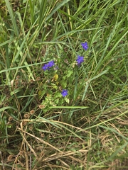 author not stated, no rights reserved Hydrolea ovata, photograph author not stated, no rights reserved
