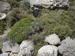 Euphorbia acanthothamnos