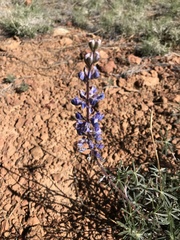 Lupinus argenteus palmeri