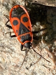 Pyrrhocoris apterus