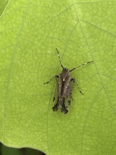Orthopagus lunulifer