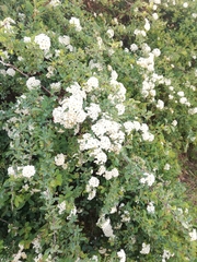 Spiraea × vanhouttei