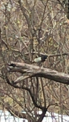 Pheucticus ludovicianus