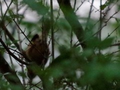 Thryothorus ludovicianus