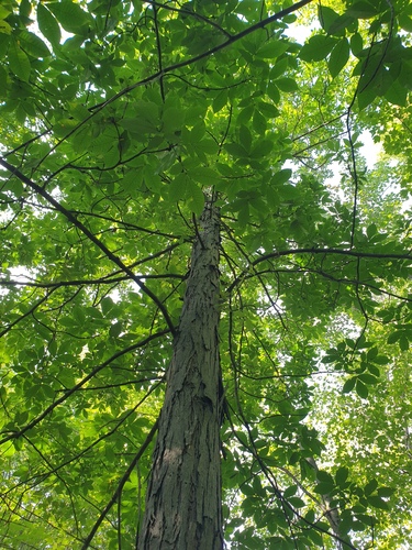 Carya ovata, photograph 4