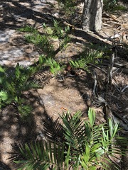 Zamia integrifolia image