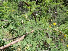 Mimosa aculeaticarpa biuncifera