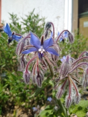 Borago