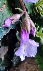 Haberlea rhodopensis