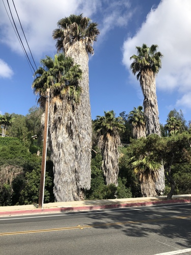 Washingtonia robusta