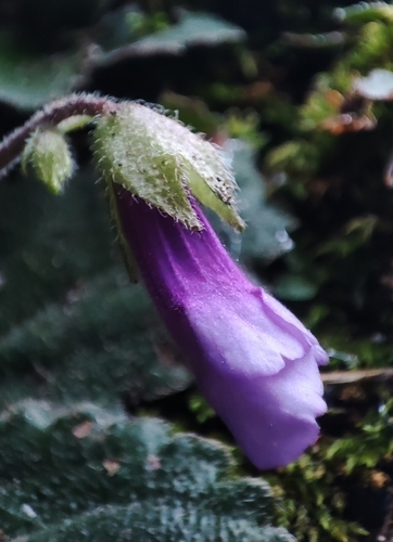 Haberlea rhodopensis, photograph 2